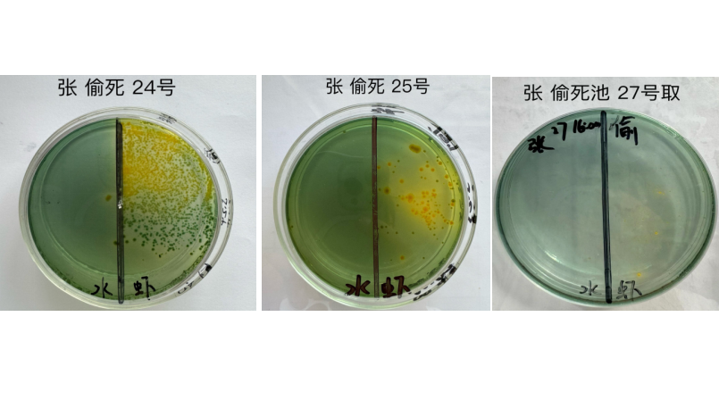 弧菌克星—"弧一刀"  實際應用案例